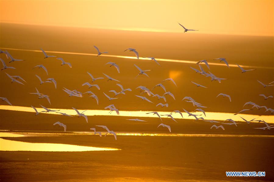 #CHINA-NATURE-ANIMAL (CN)