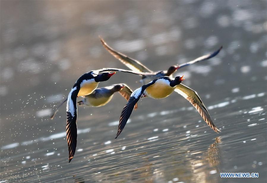 CHINA-JIANGXI-WUYUAN-CHINESE MERGANSER (CN)