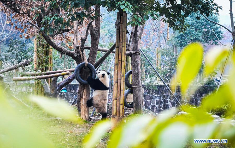 CHINA-SICHUAN-GIANT PANDA(CN)