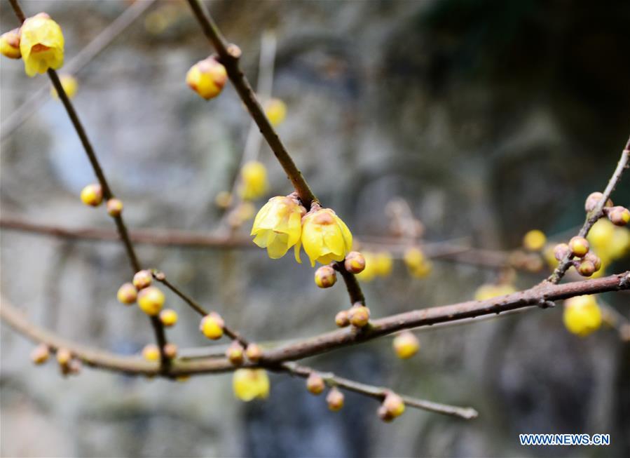 #CHINA-WINTERSWEETS (CN)