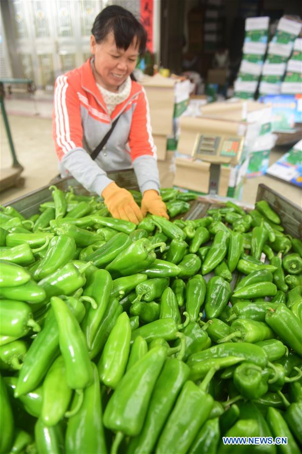 CHINA-HAINAN-QIONGHAI-PEPPER-HARVEST (CN)