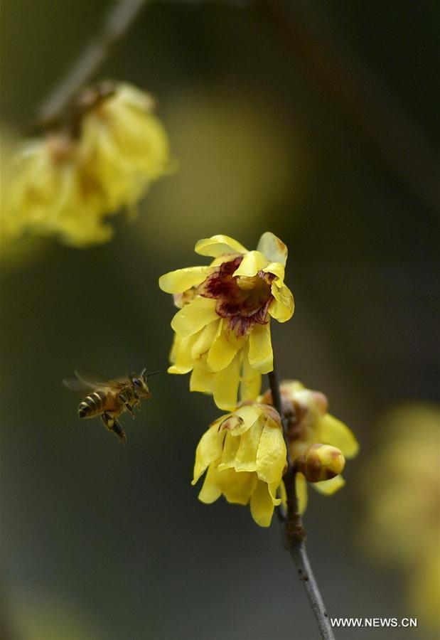 #CHINA-HUBEI-WINTERSWEET FLOWER (CN)