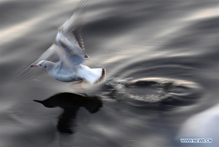 CHINA-YUNNAN-BLACK-HEADED GULLS (CN)