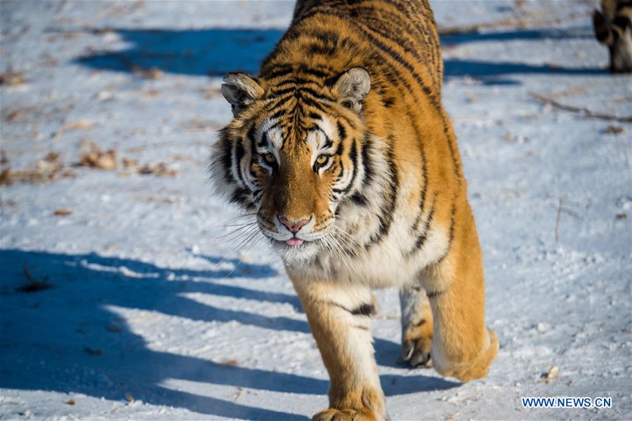 CHINA-HEILONGJIANG-SIBERIAN TIGER-REWILDING TRAINING (CN)