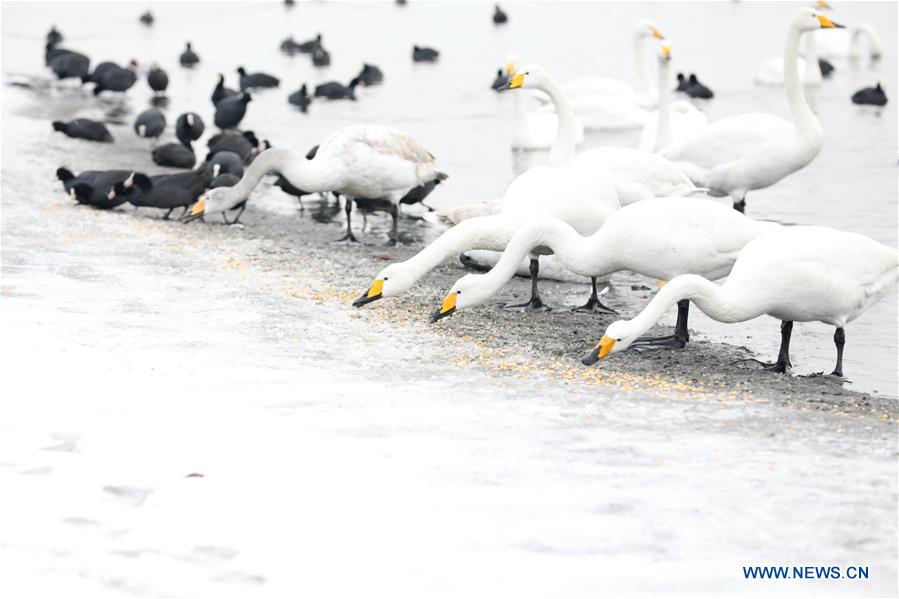 #CHINA-SHANDONG-SNOWFALL (CN)