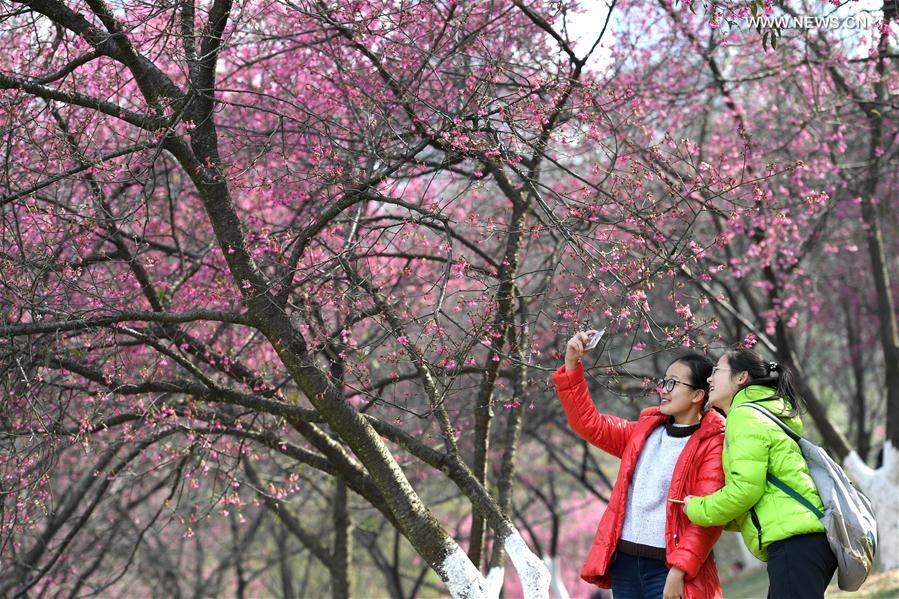 CHINA-GUANGXI-CHERRY BLOSSOM (CN)