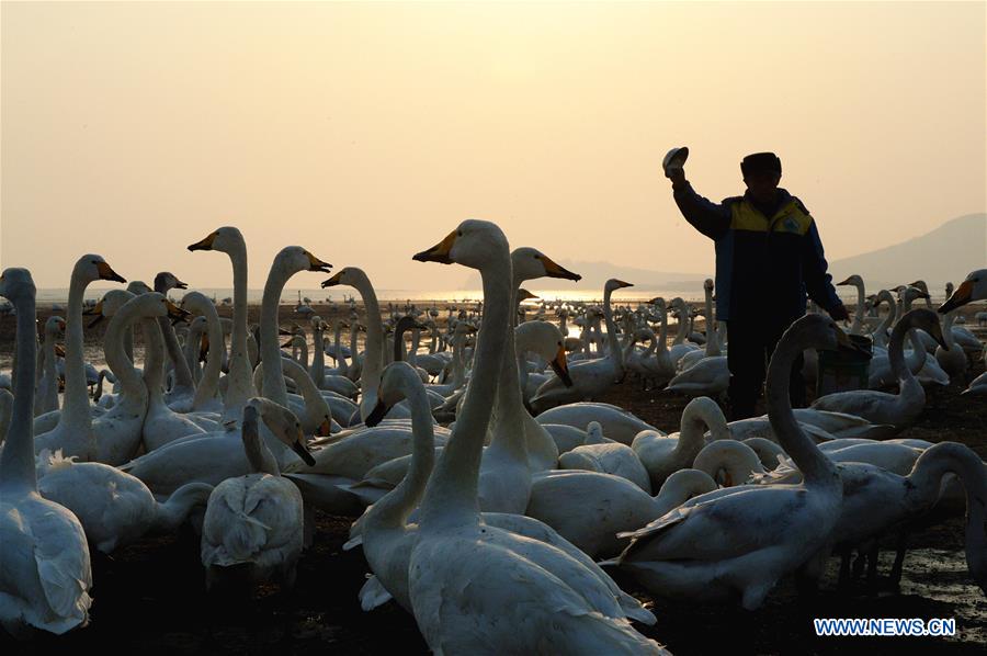 CHINA-SHANDONG-SWAN-PROTECTION (CN)