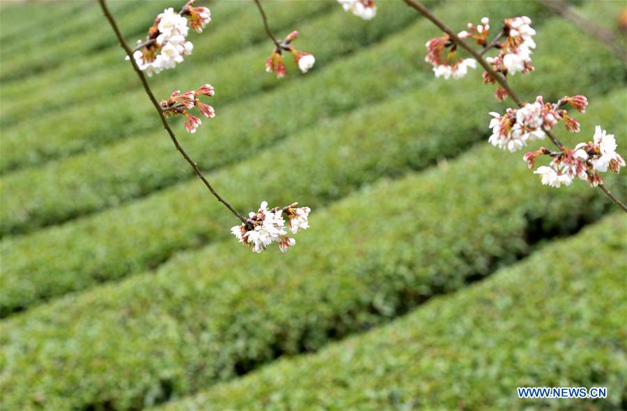 #CHINA-HUBEI-TEA GARDEN-SPRING SCENERY (CN)