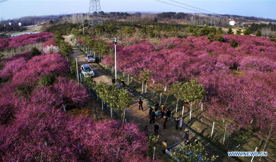 CHINA-ANHUI-RED PLUM BLOSSOM (CN)