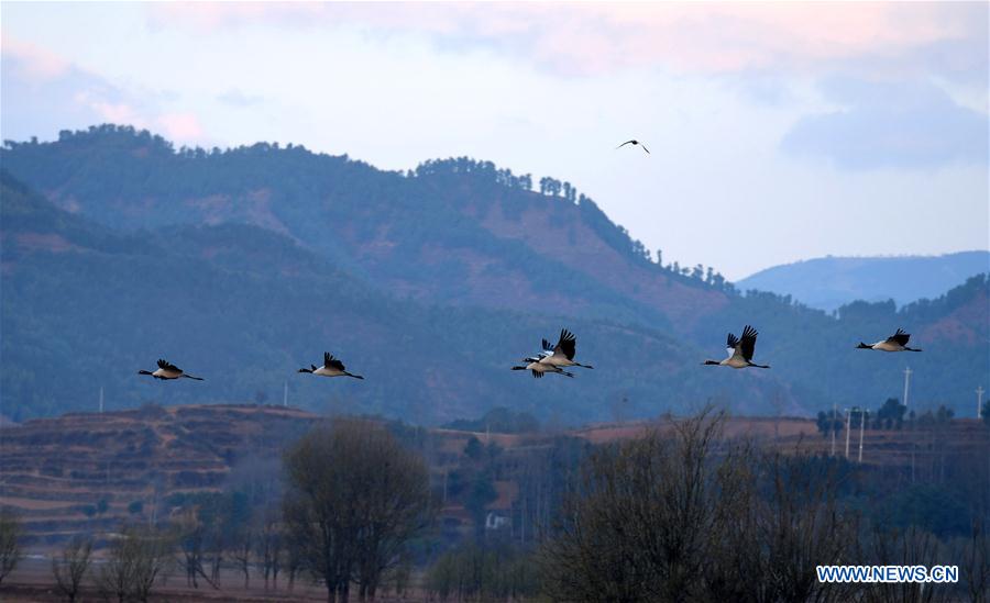 CHINA-YUNNAN-MIGRANT BIRDS (CN)