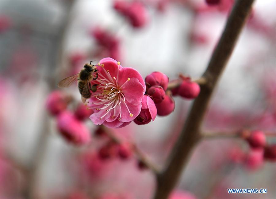 #CHINA-SPRING-SCENERY (CN)