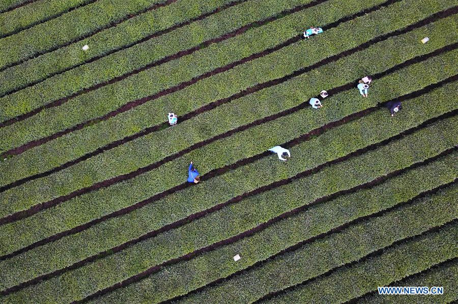 #CHINA-GUIZHOU-TEA PROCESSING (CN)