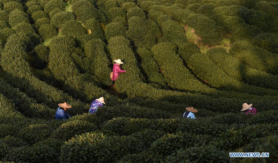 CHINA-HANGZHOU-TEA-PICKING (CN)