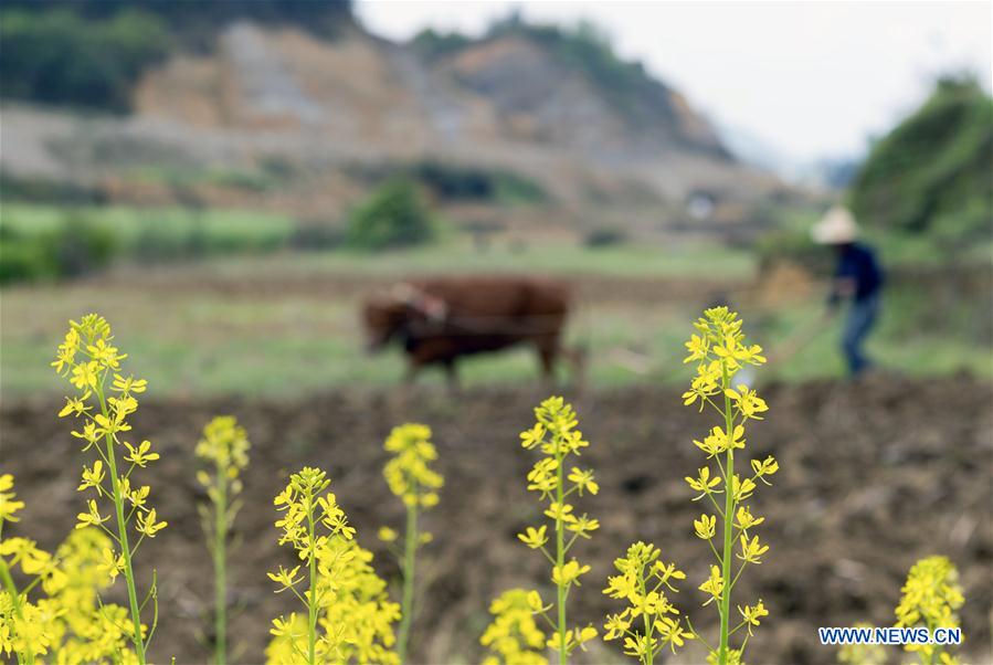 #CHINA-SPRING-FARM WORK (CN)