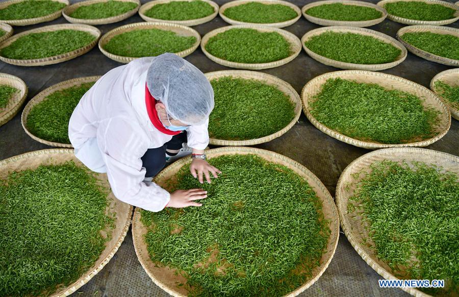 #CHINA-HUBEI-XUAN'EN-TEA (CN)