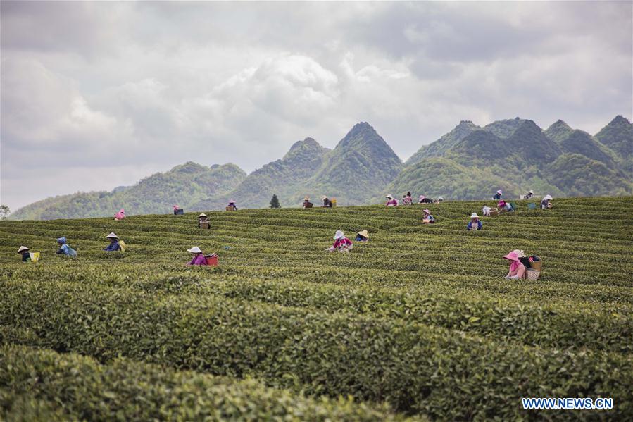 #CHINA-SPRING-TEA GARDEN (CN)