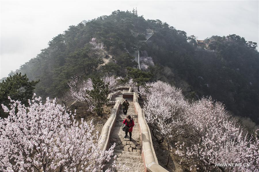 # CHINA-TIANJIN-MOUNTAIN-FLOWER(CN)