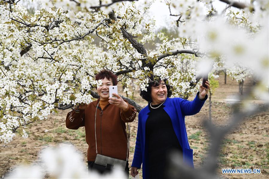 CHINA-SHANDONG-PEAR BLOSSOM (CN)