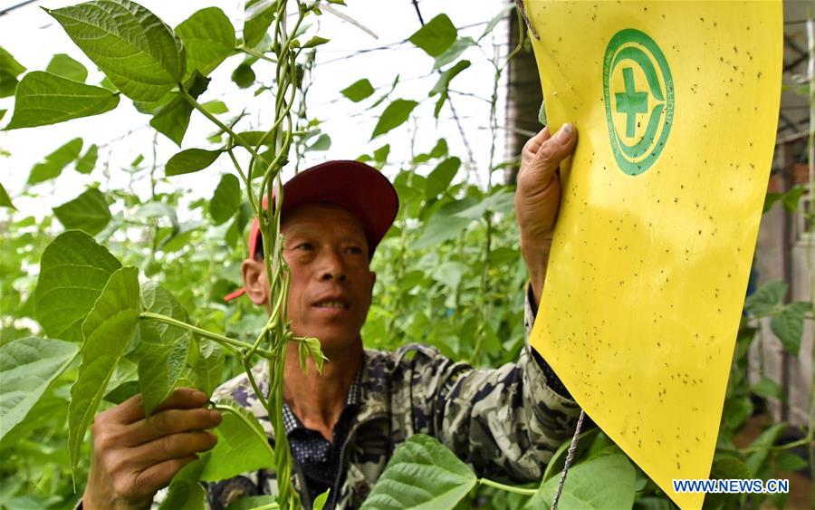 CHINA-BEIJING-FARM WORK (CN)