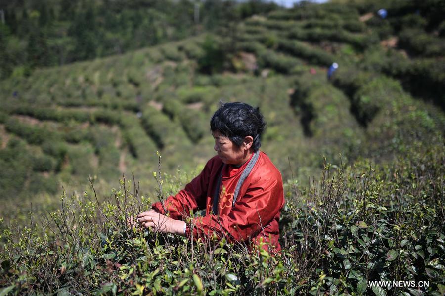 CHINA-NANCHANG-TEA PRODUCTION (CN)