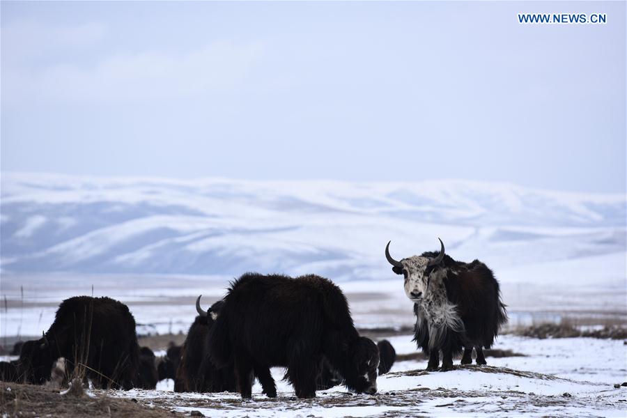 CHINA-QINGHAI-HAIYAN-YAK (CN)