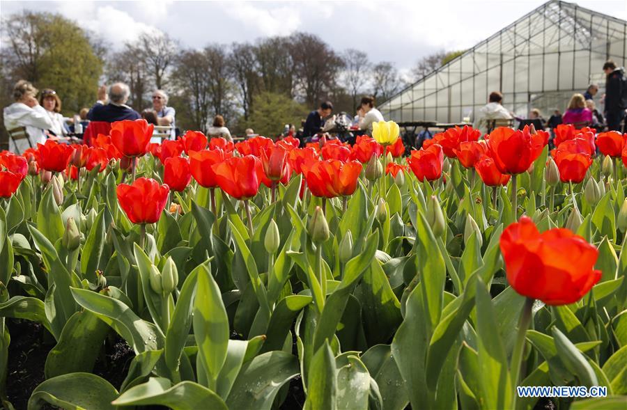 BELGIUM-BRUSSELS-SPRING-FLOWER-DALIYLIFE