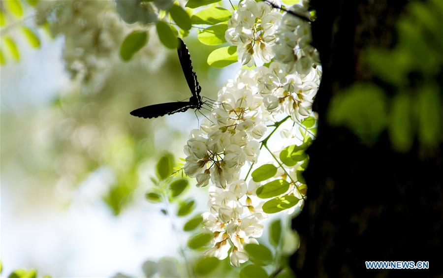 CHINA-SHANGHAI-NATURE-BUTTERFLY (CN)