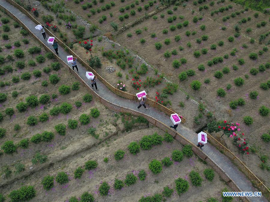 #CHINA-GUIZHOU-FLOWER INDUSTRY (CN)