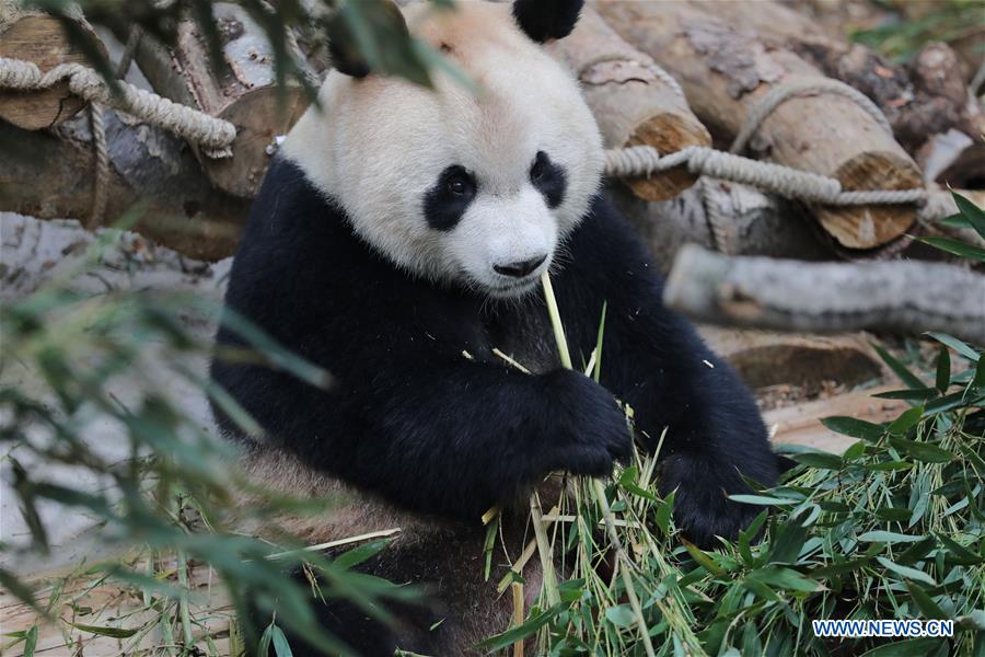 CHINA-GUIYANG-GIANT PANDAS-MEETING PUBLIC(CN)