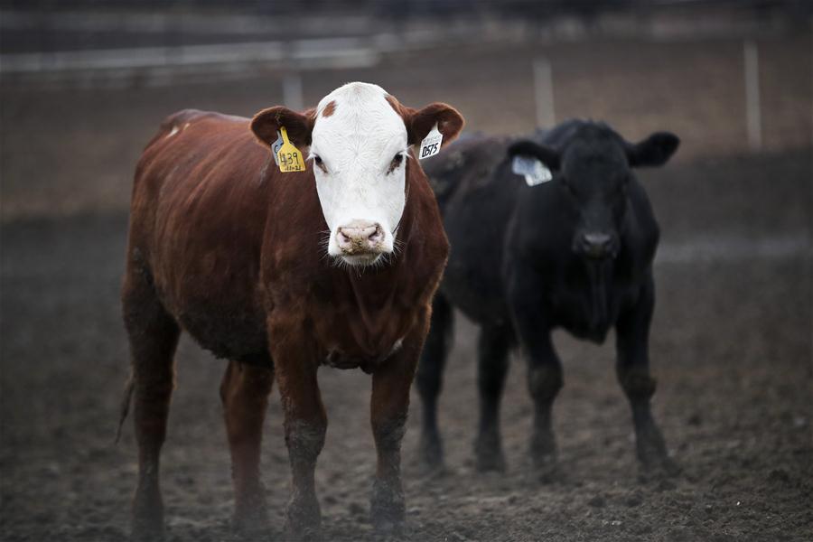 U.S.-ATLANTIC-FARM OWNER-CHINESE MARKET