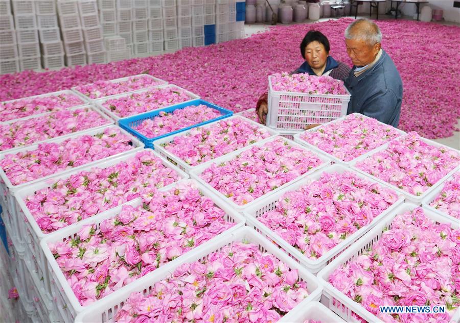 #CHINA-JIANGSU-ROSE PLANTING (CN)