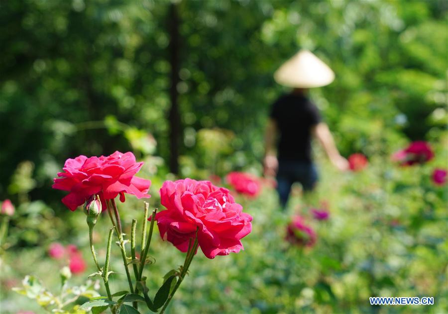 CHINA-XI'AN-EDIBLE ROSE (CN)