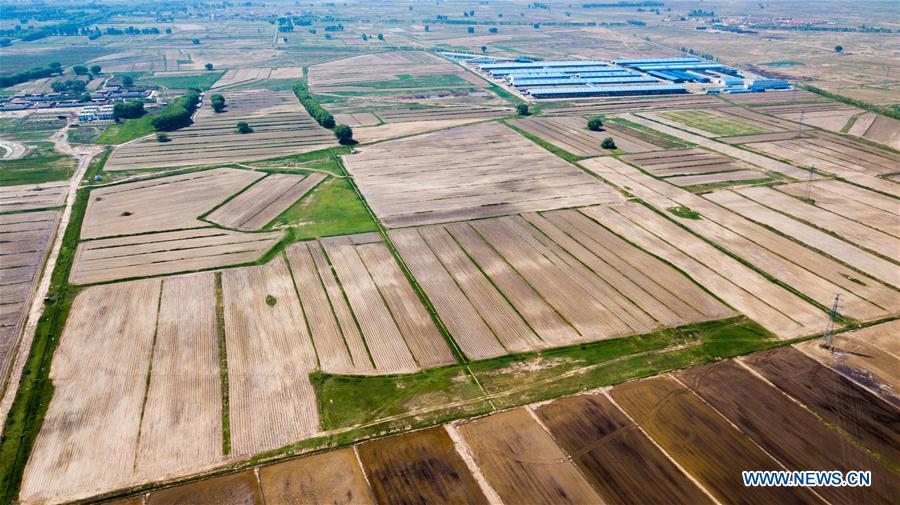 CHINA-INNER MONGOLIA-HOHHOT-SALINE SOIL-RICE (CN)