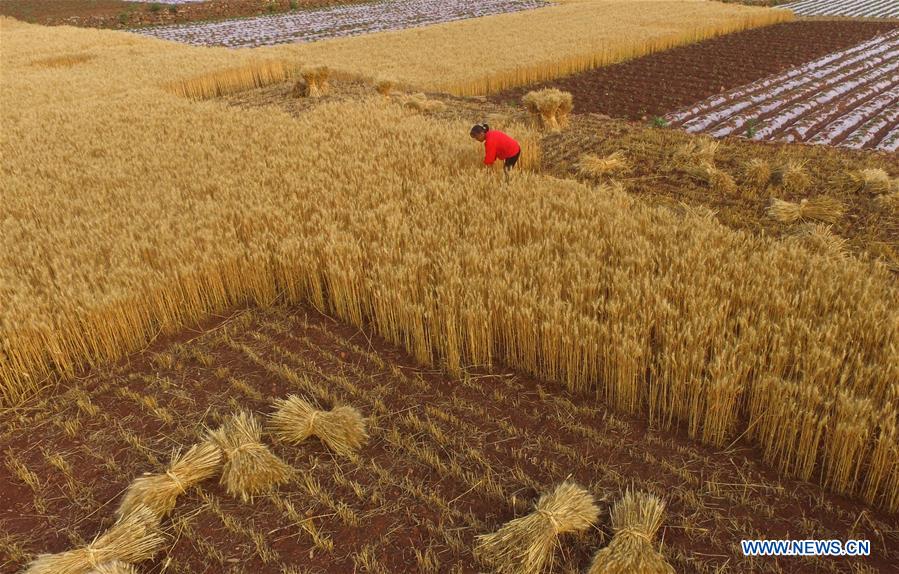 #CHINA-WHEAT-HARVEST (CN)