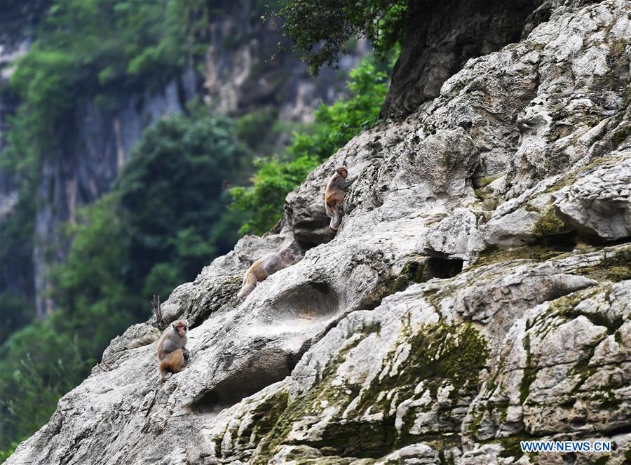 CHINA-CHONGQING-WUSHAN-SMALL THREE GORGES-WILD LIFE (CN)