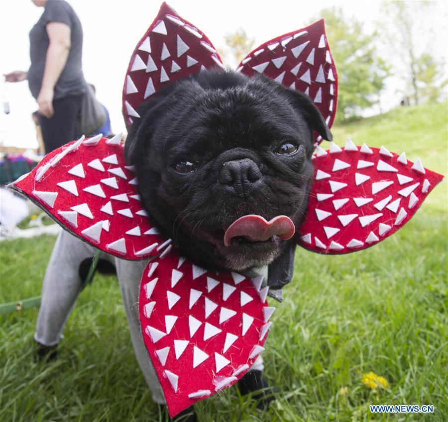 CANADA-TORONTO-DOG FASHION SHOW