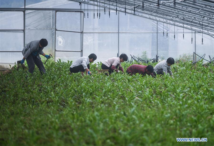 CHINA-ZHEJIANG-CHANGXING-PHOTOVOLTAIC AGRICULTURE (CN)