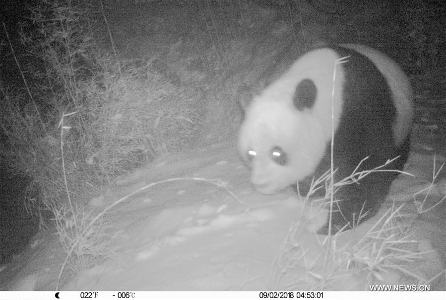 CHINA-GANSU-LONGNAN-WILD GIANT PANDA (CN)