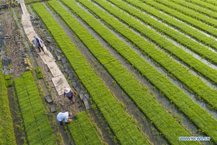 #CHINA-AGRICULTURE-FARMER-WORK (CN)