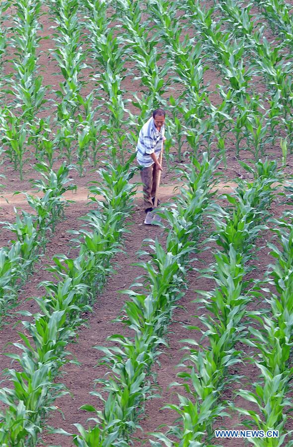 #CHINA-AGRICULTURE-FARMER-WORK (CN)