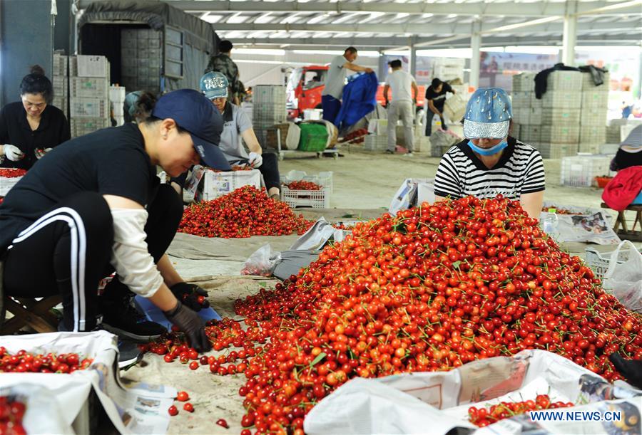 CHINA-SHANDONG-YANTAI-CHERRY PLANTING (CN)