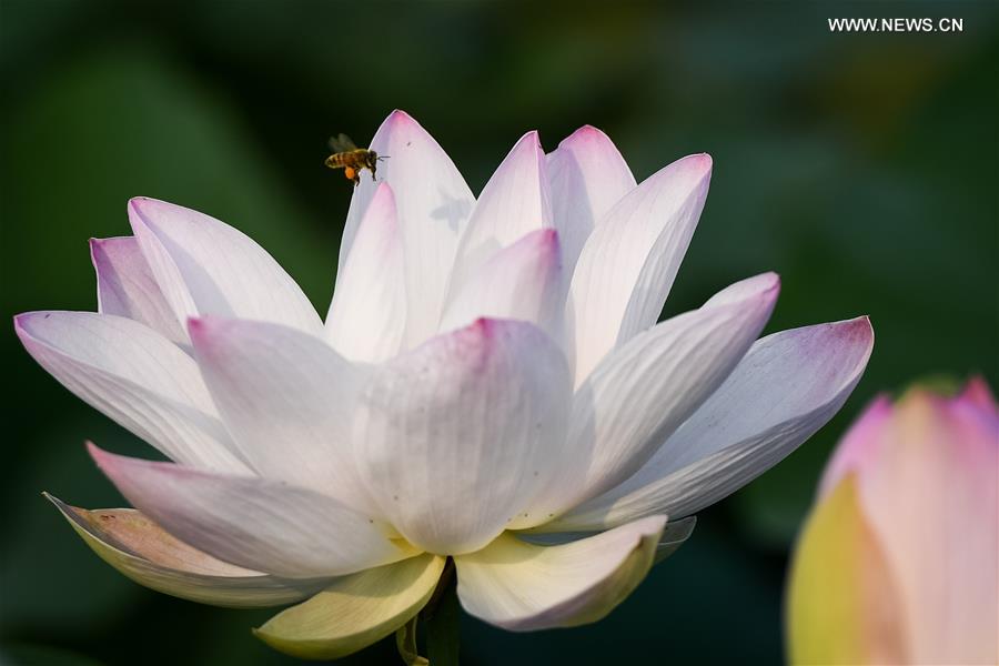 CHINA-ANHUI-TONGLING-LOTUS(CN)