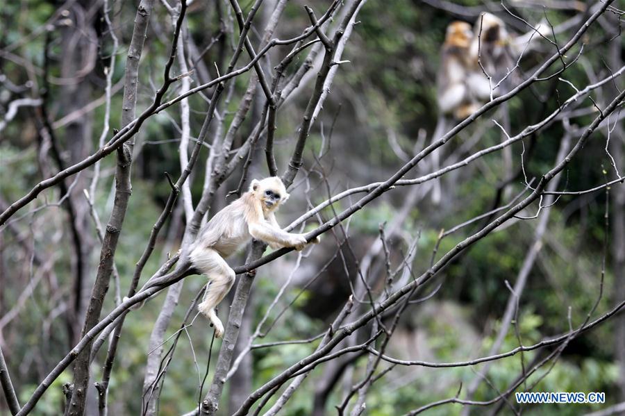 #CHINA-GANSU-GOLDEN MONKEY (CN*)