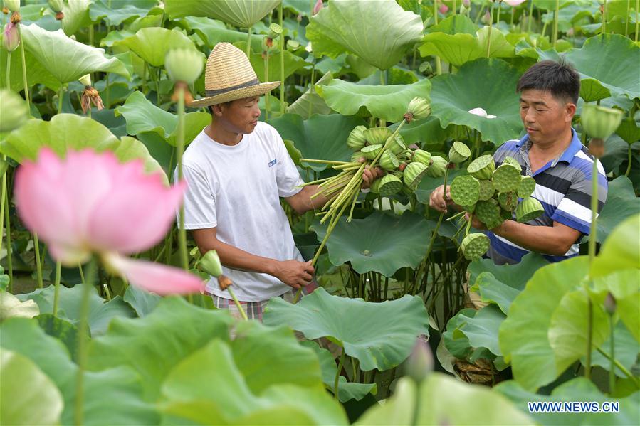 CHINA-JIANGXI-LOTUS PLANTATION (CN)