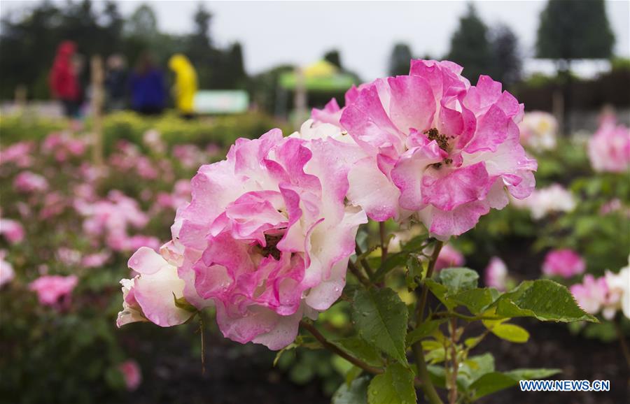 CANADA-BURLINGTON-ROYAL BOTANICAL GARDENS-ROSE GARDEN