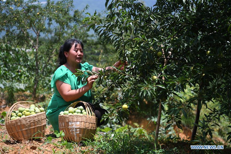 CHINA-CHONGQING-PLUM HARVEST (CN)