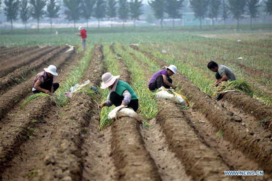 #CHINA-SUMMER-FARM WORK (CN)