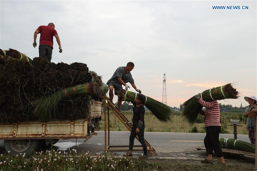 CHINA-SICHUAN-BUSINESS-SOFT RUSH-WEAVING MATERIAL-PRODUCTION (CN)