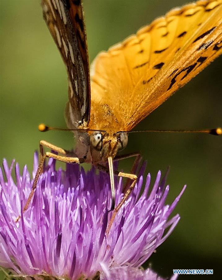 U.S.-SAN BERNARDINO-NECTAR