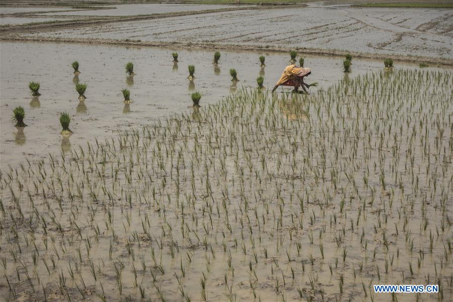 INDIA-KOLKATA-AGRICULTURE-PADDY FIELD